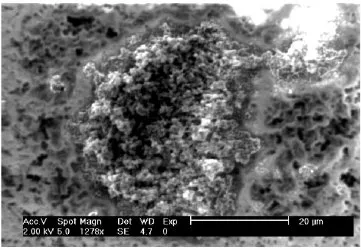 Aggregate (fluffy) Sample 1 SEM Image