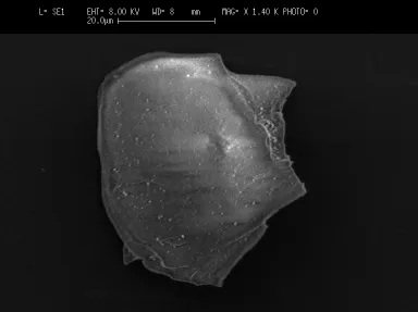 Forsterite Washed SEM Image Forsterite Washed SEM Image